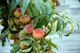 Peaches